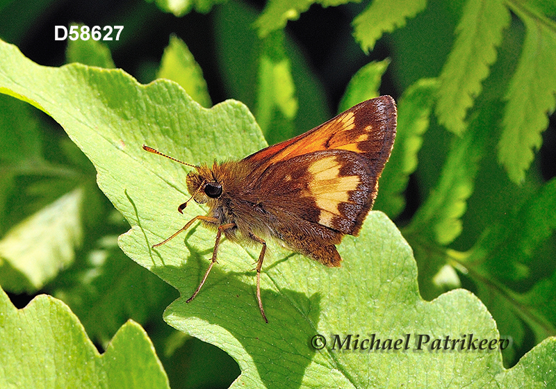 Hobomok Skipper (Poanes hobomok)